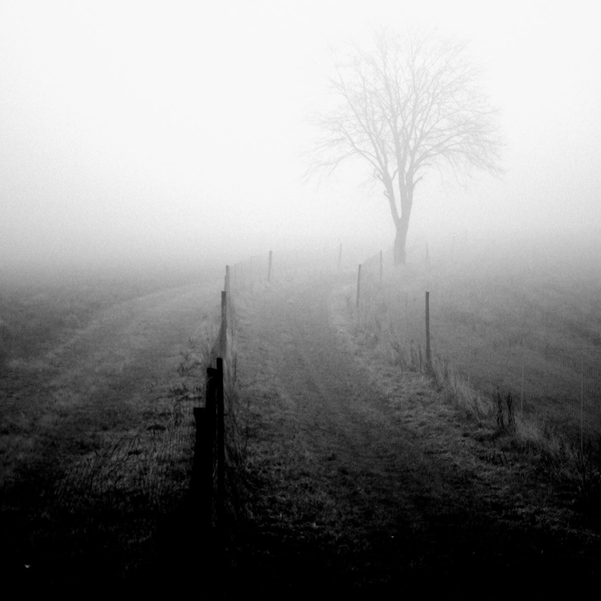 Morning Fog on the Meadow Poster och Canvastavla