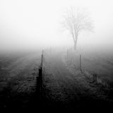 Morning Fog on the Meadow Poster och Canvastavla