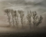 How nature hides the wrinkles of her antiquity under morning fog and dew Poster och Canvastavla