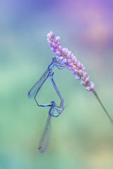 Common Blue in love Poster och Canvastavla