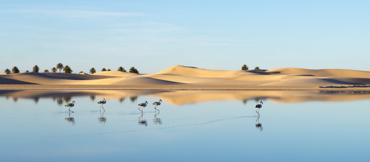Flamingo in Ouargla Poster och Canvastavla