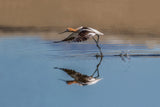 Stilts &amp; Avocets Poster och Canvastavla