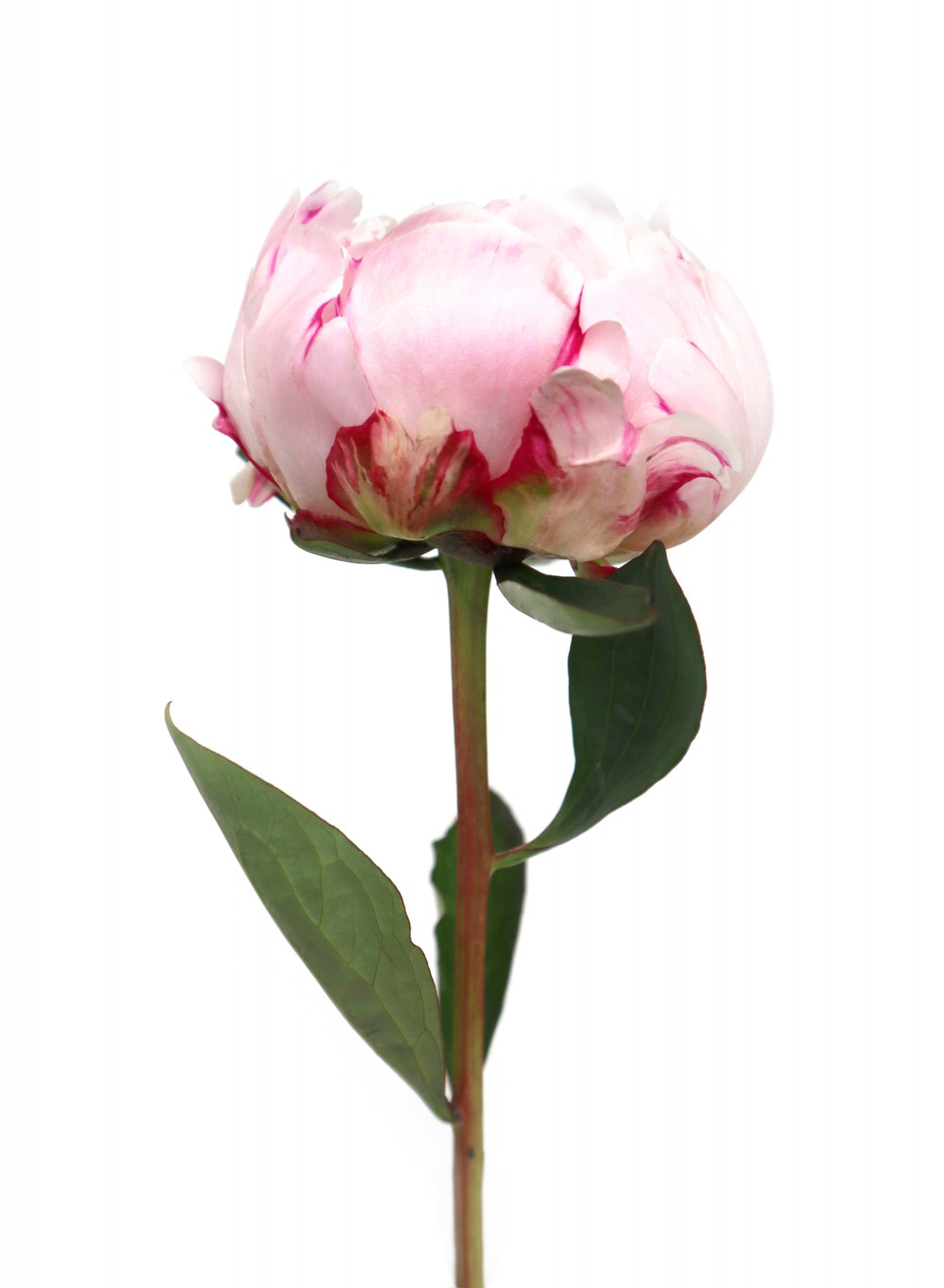 Pink peony II Poster och Canvastavla