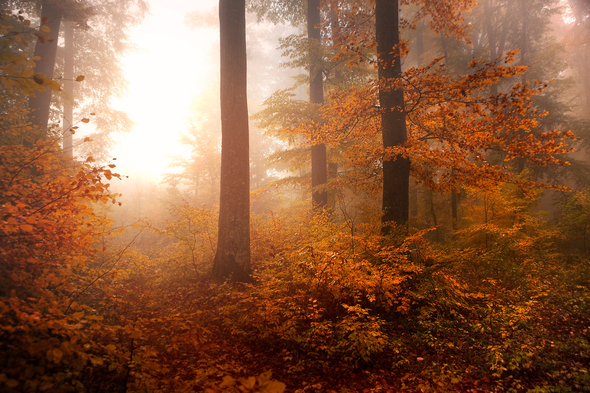 Autumn Poster och Canvastavla
