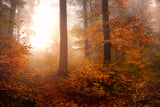Autumn Poster och Canvastavla