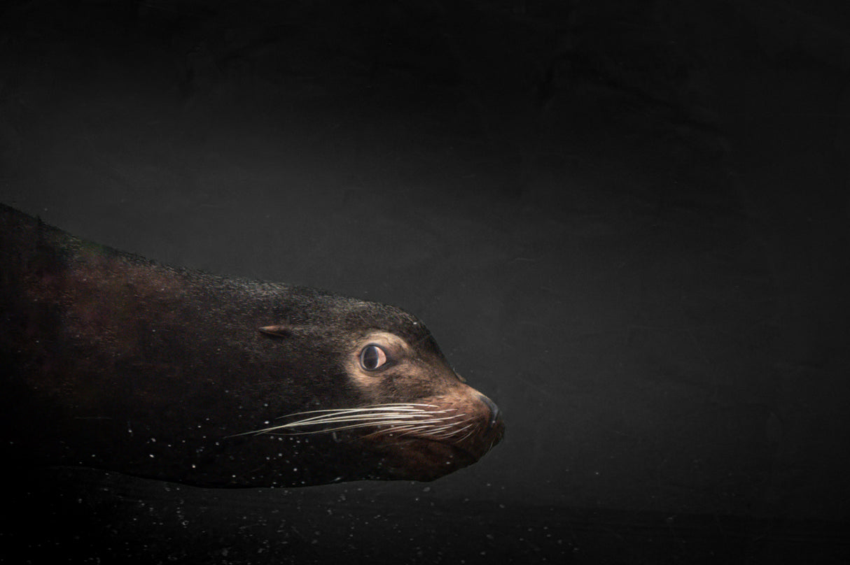 A glance from water Poster och Canvastavla