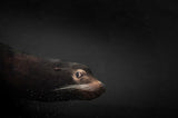 A glance from water Poster och Canvastavla