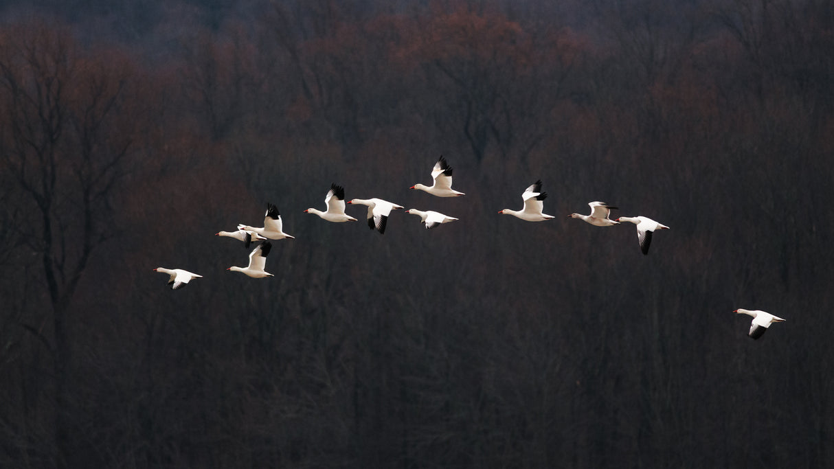 Snow Geese #2 Poster och Canvastavla