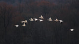 Snow Geese #2 Poster och Canvastavla