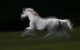Galop Poster och Canvastavla