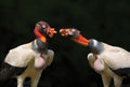 King vulture's dialogue Poster och Canvastavla