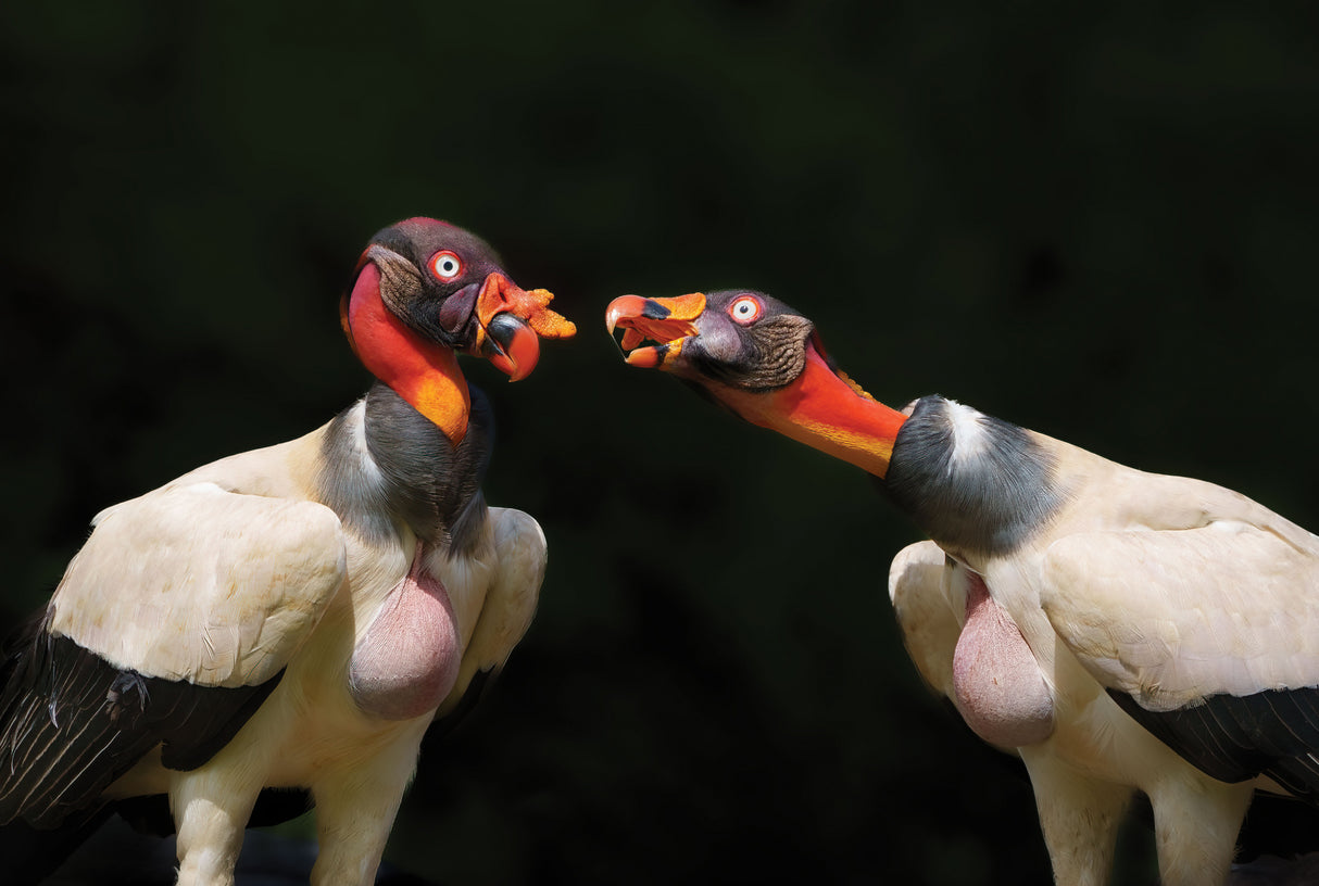 King vulture's dialogue Poster och Canvastavla