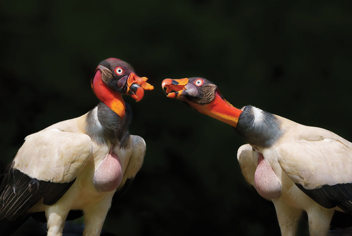King vulture's dialogue Poster och Canvastavla