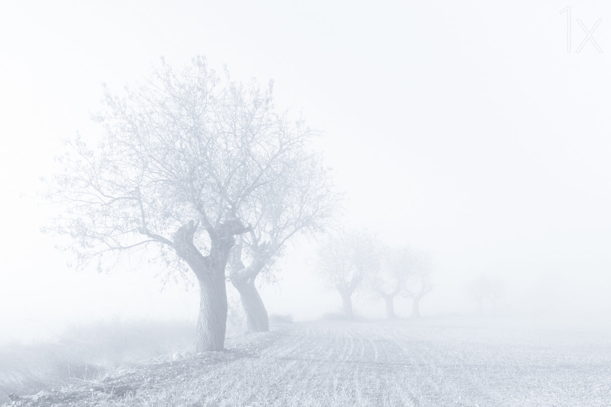 Foggy Sunday Poster och Canvastavla