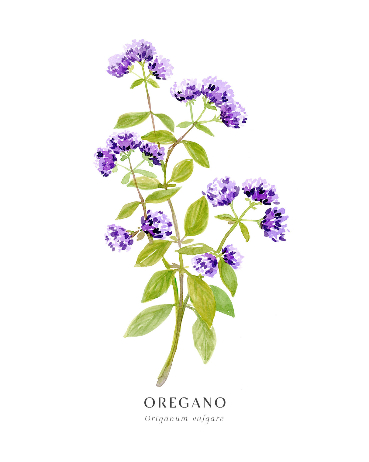 Oregano I Poster och Canvastavla