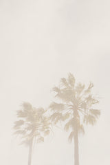 Beige Palms Poster och Canvastavla