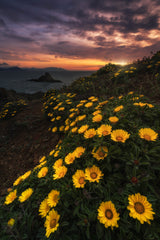 Yellow flowers Poster och Canvastavla