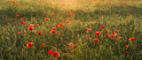 Poppy World II Poster och Canvastavla
