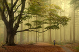 Walk by the old tree Poster och Canvastavla