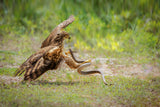 Eagle snake battle Poster och Canvastavla
