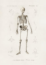 Human Skeleton Poster och Canvastavla