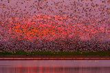 Winged Sunset Poster och Canvastavla