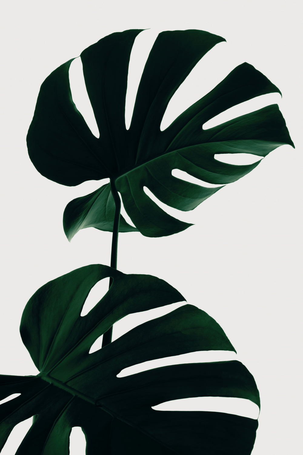 Monstera Natural 09 Poster och Canvastavla