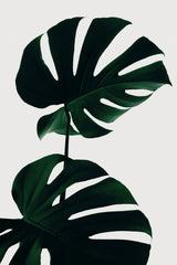 Monstera Natural 09 Poster och Canvastavla