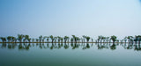Reflection of wetland trees Poster och Canvastavla