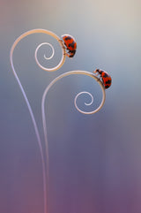 Beautiful Two Ladybug Poster och Canvastavla