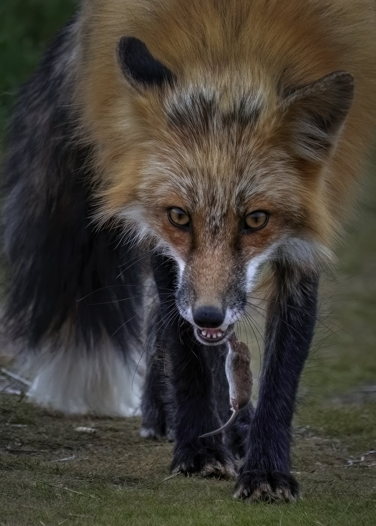 Fox Playing With Mouse - II Poster och Canvastavla