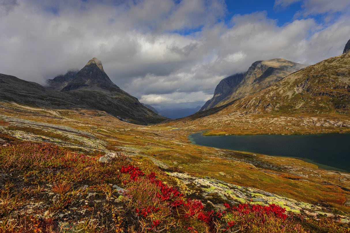 Alnesdalen Poster och Canvastavla