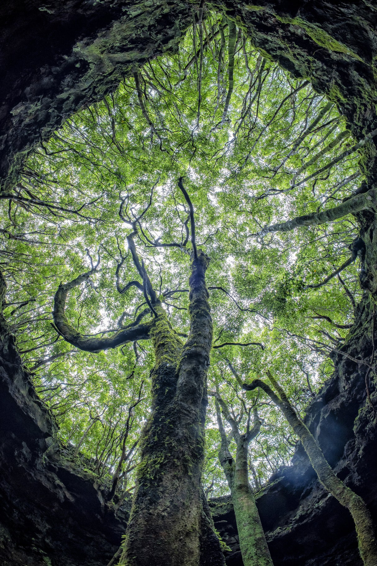 Mother tree of life Poster och Canvastavla