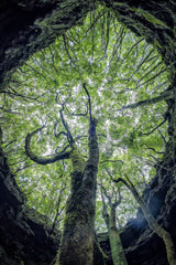Mother tree of life Poster och Canvastavla