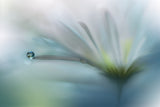 Fields of Hope.. Poster och Canvastavla