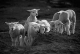 Lambs discover the world Poster och Canvastavla
