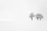 tree and silence Poster och Canvastavla