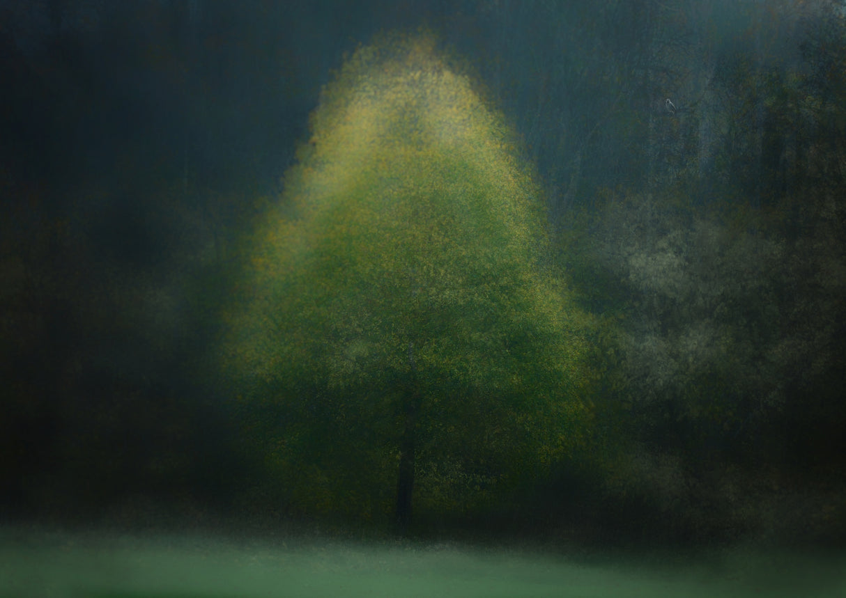 Jackdaw in the woods Poster och Canvastavla