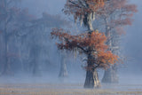 Texas foliage Poster och Canvastavla