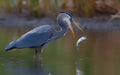 Great egret Poster och Canvastavla