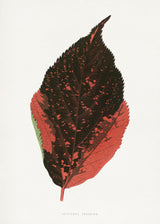 Acalypha Tricolor Leaf Illustration Poster och Canvastavla