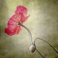 coquelicot Poster och Canvastavla