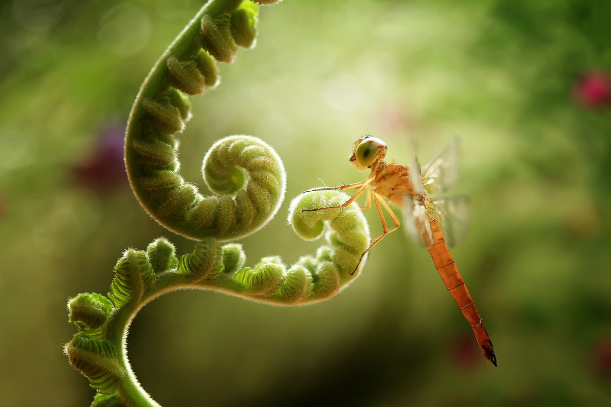 Ferns and Dragonflies Poster och Canvastavla