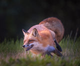 Running Fox Poster och Canvastavla