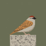Sparrow Poster och Canvastavla