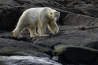 The stroll…Svalbard Poster och Canvastavla