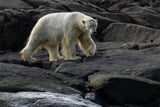 The stroll…Svalbard Poster och Canvastavla