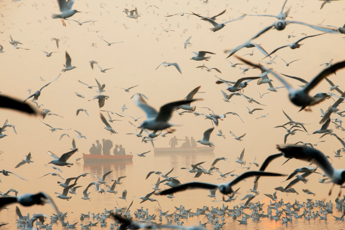 bird Poster och Canvastavla
