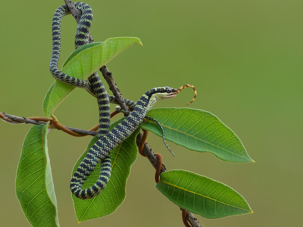 Chrysopelea ornata Poster och Canvastavla