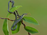 Chrysopelea ornata Poster och Canvastavla